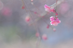 梅の花…❁*。