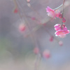 梅の花…❁*。