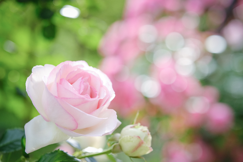 名も無き公園の薔薇…❁*。