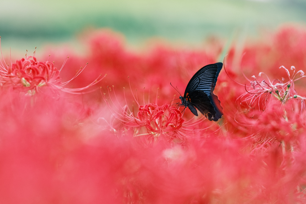 狐花に…黒蝶 ❀.*･ﾟ