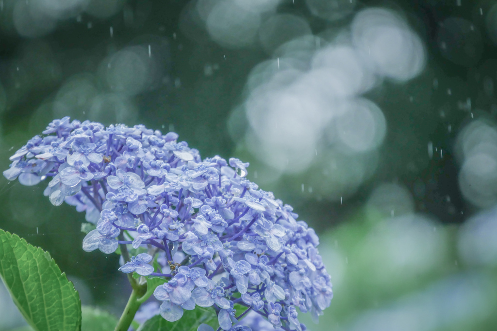 やさしい雨と…紫陽花❁*。