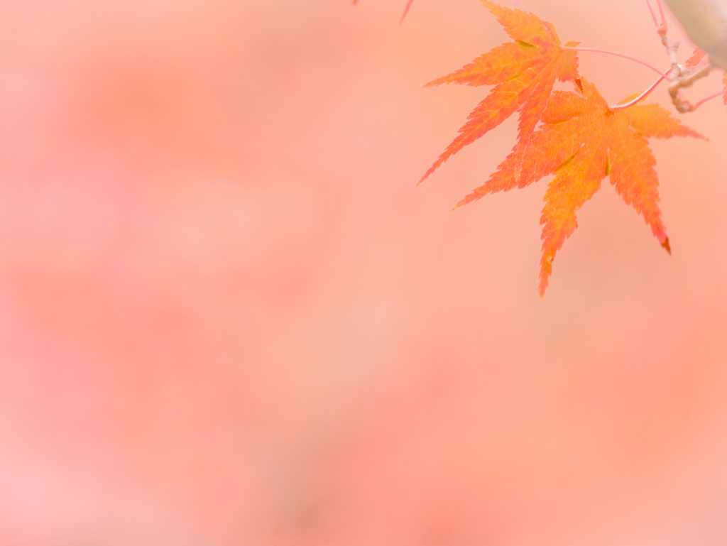 とろける…紅葉 弐❁*。
