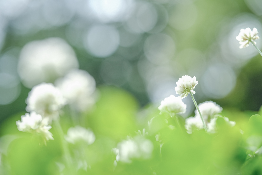 名も無き公園の白詰草…❁*。