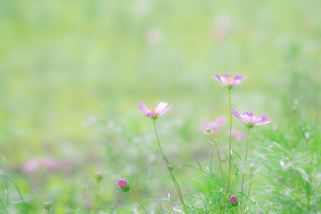 君と云ふ花…秋桜