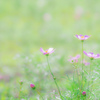 君と云ふ花…秋桜