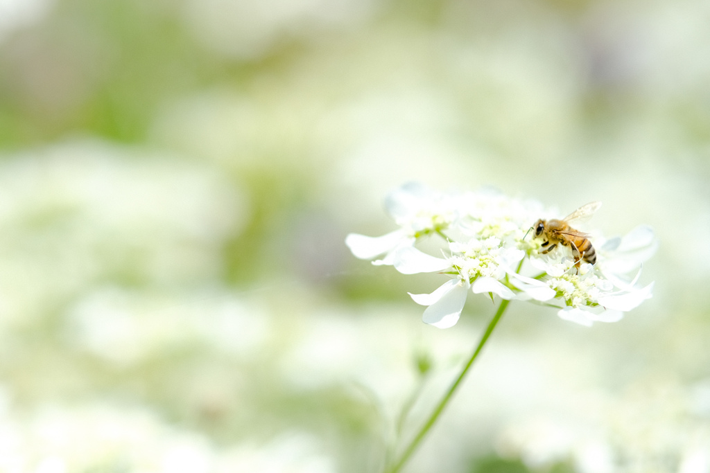 Flower  &  Bee  ⋆*❁｡❁⃘⋆*♬
