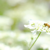 Flower  &  Bee  ⋆*❁｡❁⃘⋆*♬