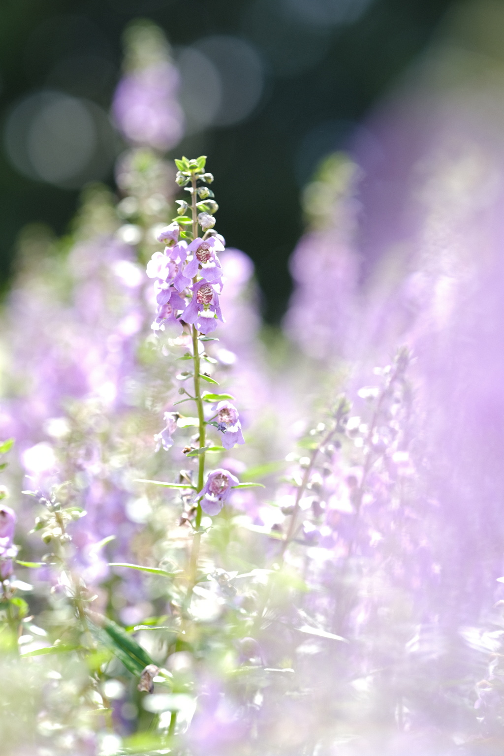 angel lavender…ﾟ.*❁