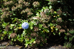 ８月１４日の紫陽花