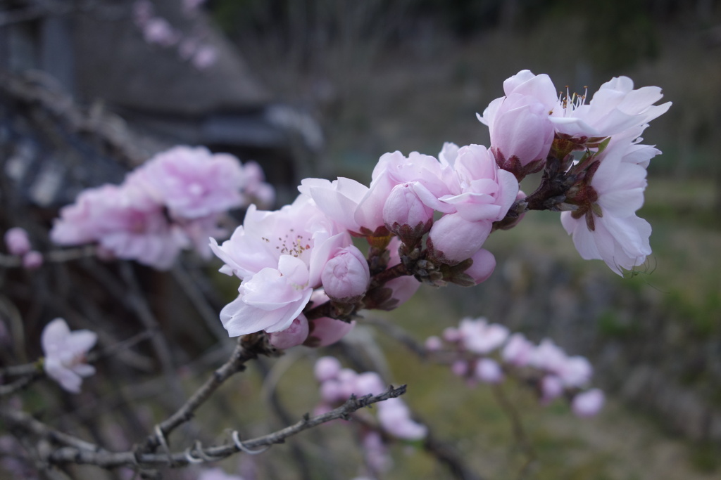 桜