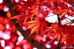 秋
