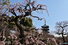 京都