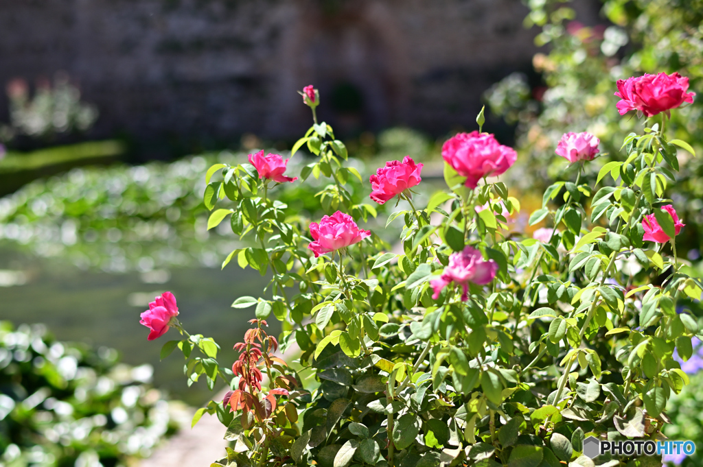 Granada