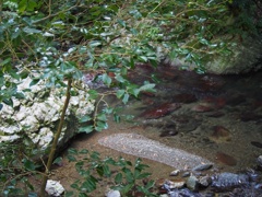 箕面公園