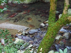 箕面公園