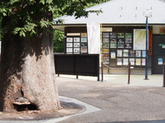 箕面公園
