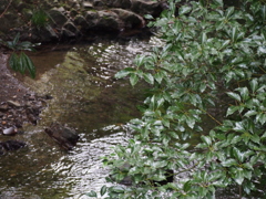 箕面公園