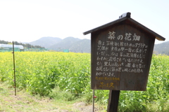 京都大原の菜の花畑の説明