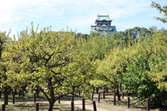 大阪城（梅園より）