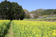 京都大原の菜の花畑