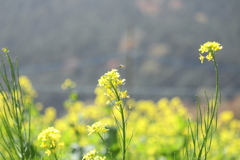京都大原の菜の花畑に飛び交うミツバチ