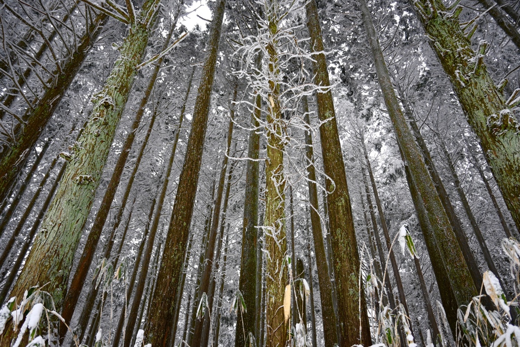 樹氷