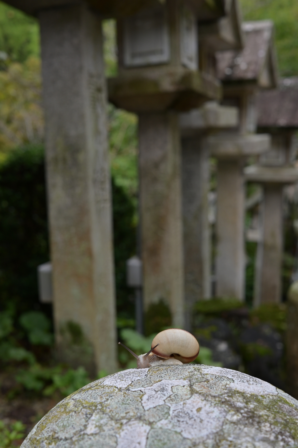 カタツムリ