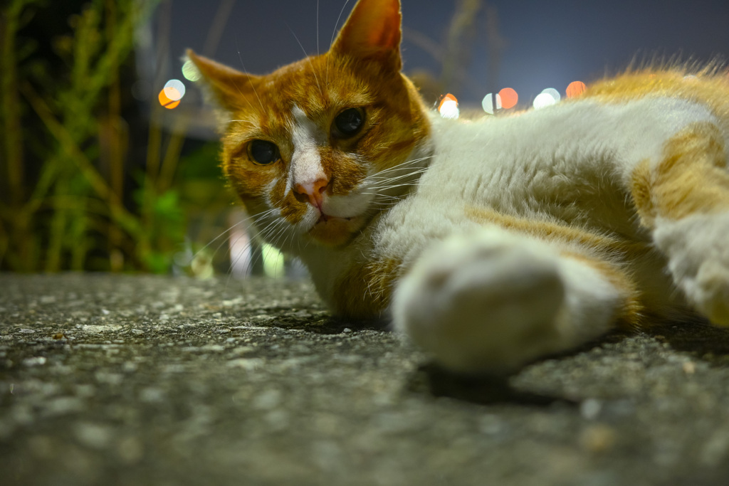 猫