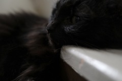 よく分からない奴が家に来て黒い物体を近くで構えてる