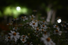 夜の花