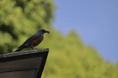 ムカデ食う
