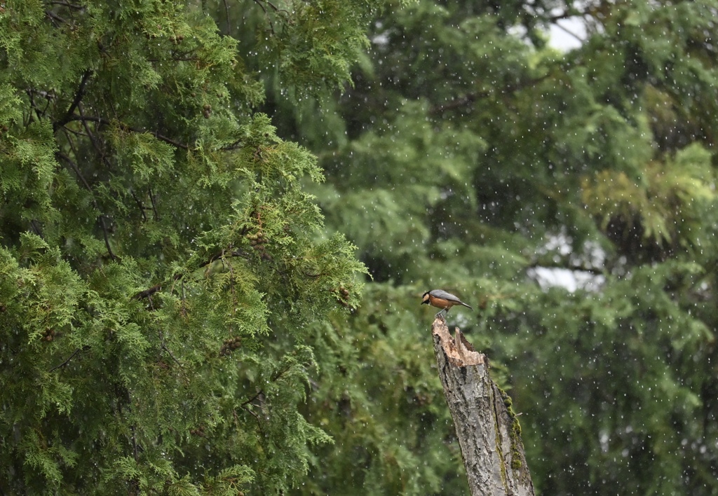 雨の森