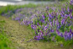 河原の花