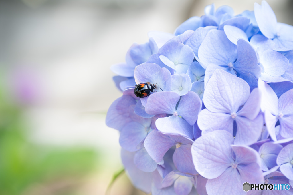 紫陽花とてんとう虫