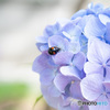 紫陽花とてんとう虫