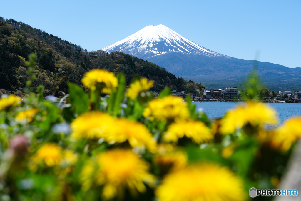 富士山とたんぽぽ