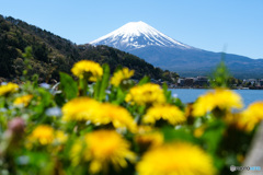 富士山とたんぽぽ