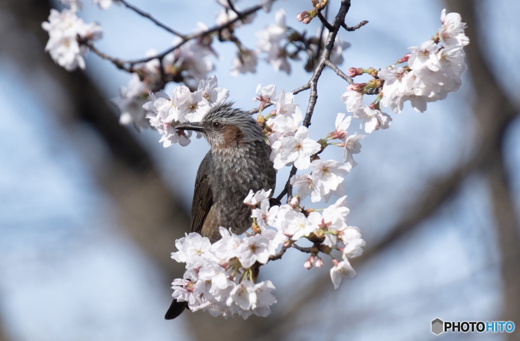 さくらレストラン