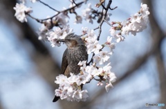 さくらレストラン