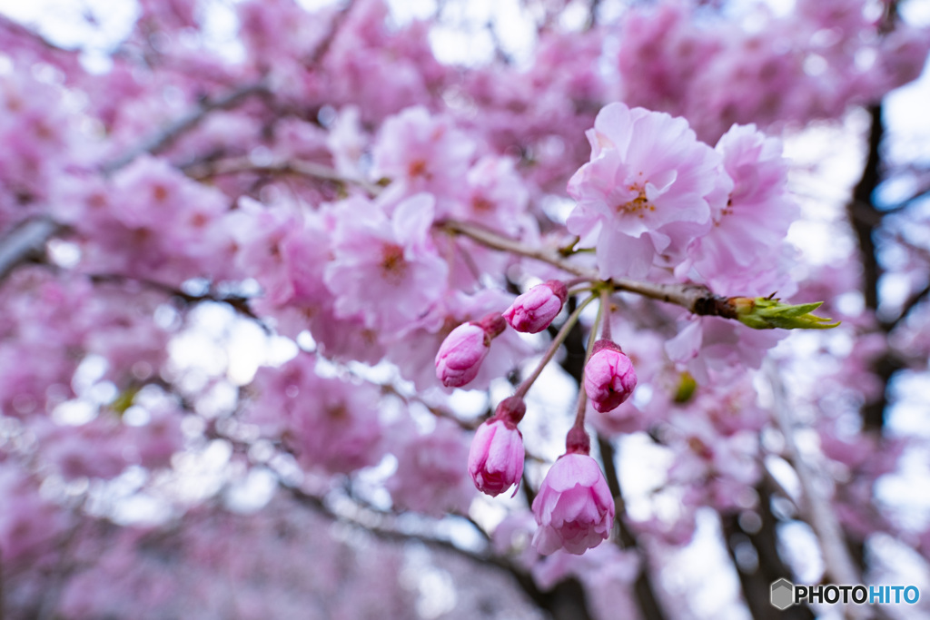 枝垂れ桜のピンク色