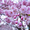 枝垂れ桜のピンク色