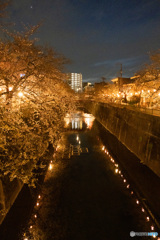 川沿いの夜桜