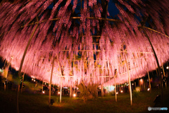 光の雨