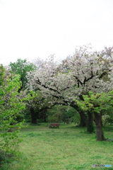 秘密の花園