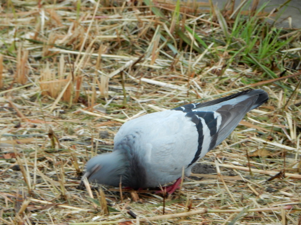 鳩の一突き