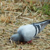 鳩の一突き
