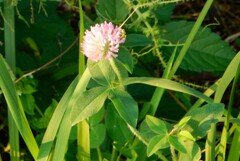 花に潜む物