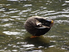 鳥だけどエビぞり