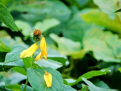 夏の終焉