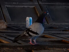 空き缶と鳩